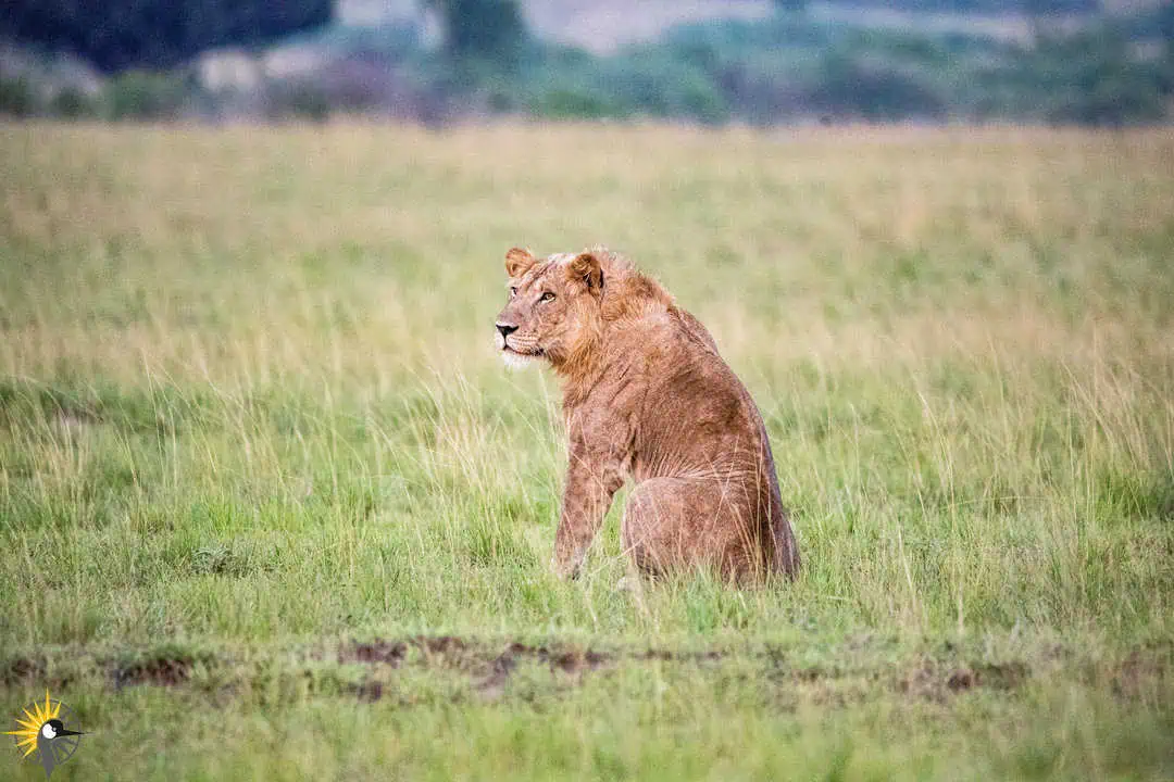Lion in kasenyi plains